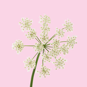 LOTUSWEI Flower Elixir | Divine Timing