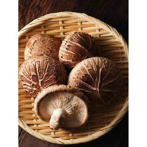 Life Cykel Mushrooms ~ Shiitake