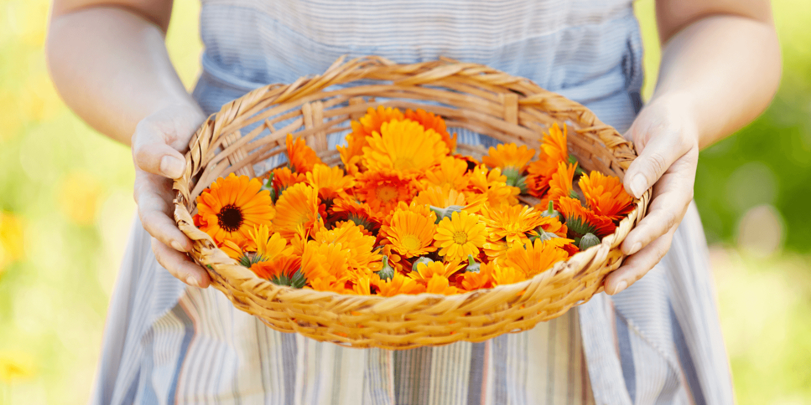 closeup of a woman holding a basket of orange flowers