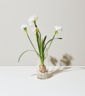 Modern Sprout Winter Bulb Kit: Paperwhites