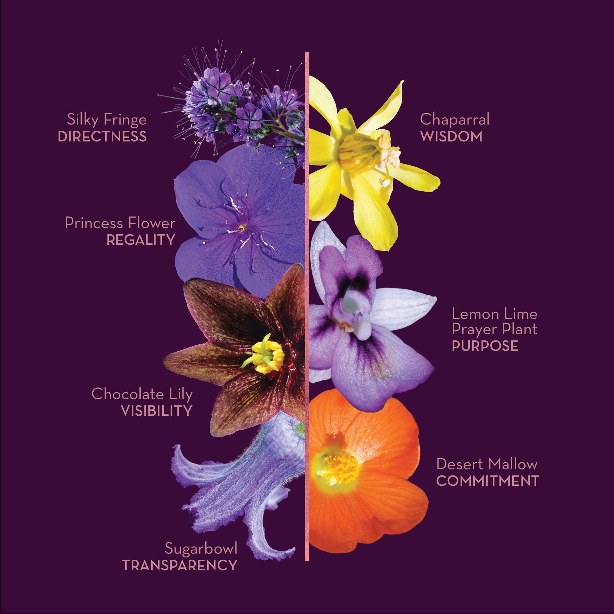 LOTUSWEI Flower Elixir | Divine Truth