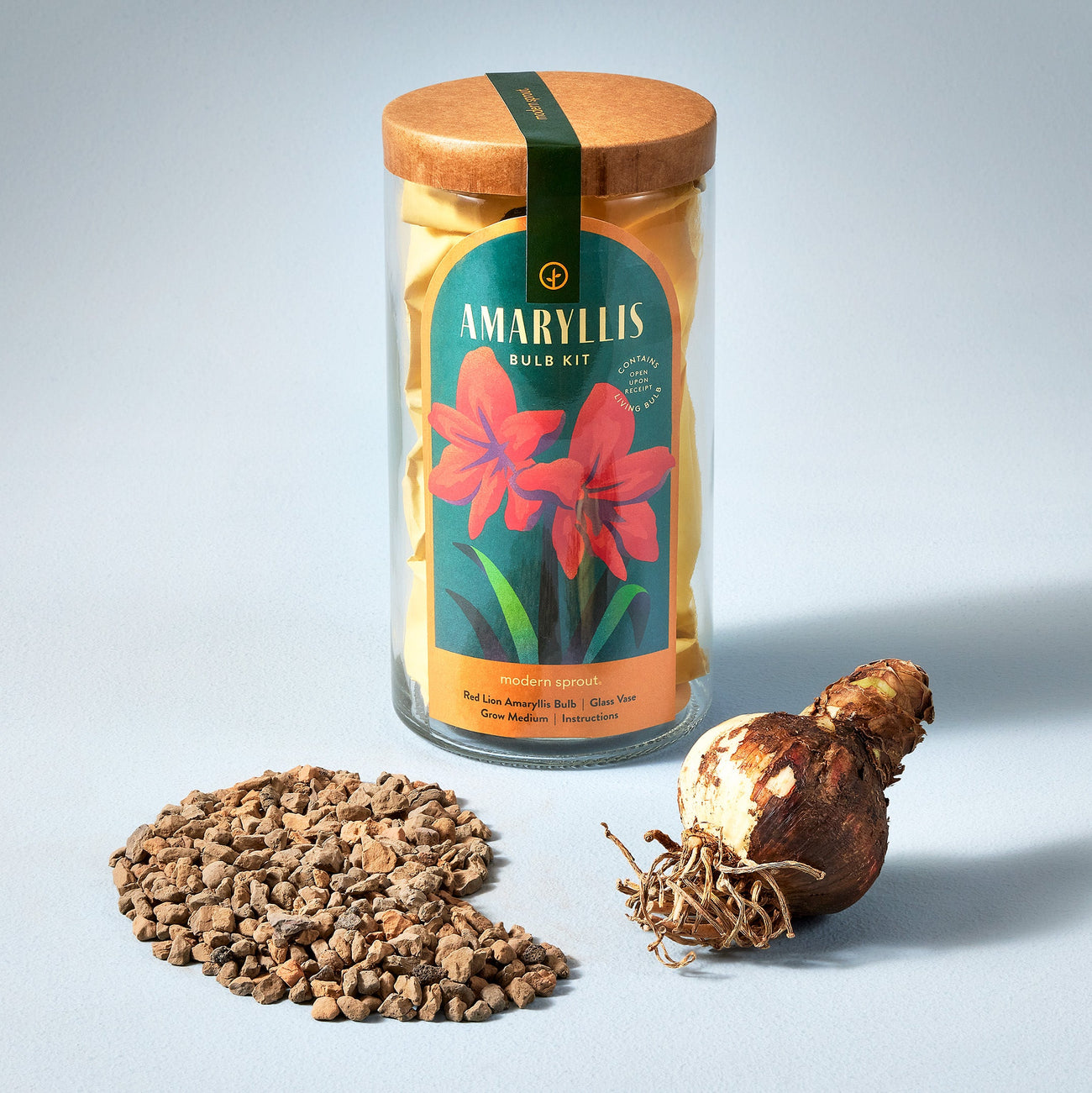 Modern Sprout Winter Bulb Kit: Amaryllis