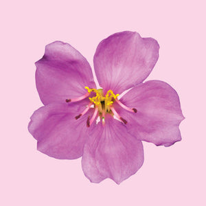 LOTUSWEI Flower Elixir | Divine Timing