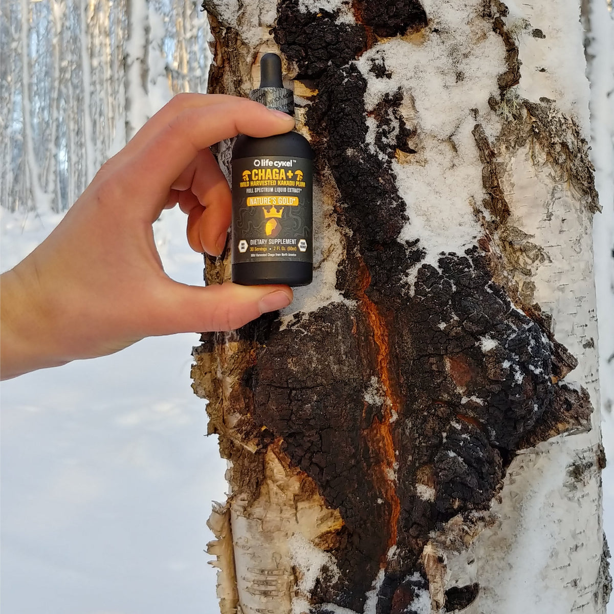 Life Cykel Mushrooms ~ Chaga+ Liquid Double Extract 60 ml