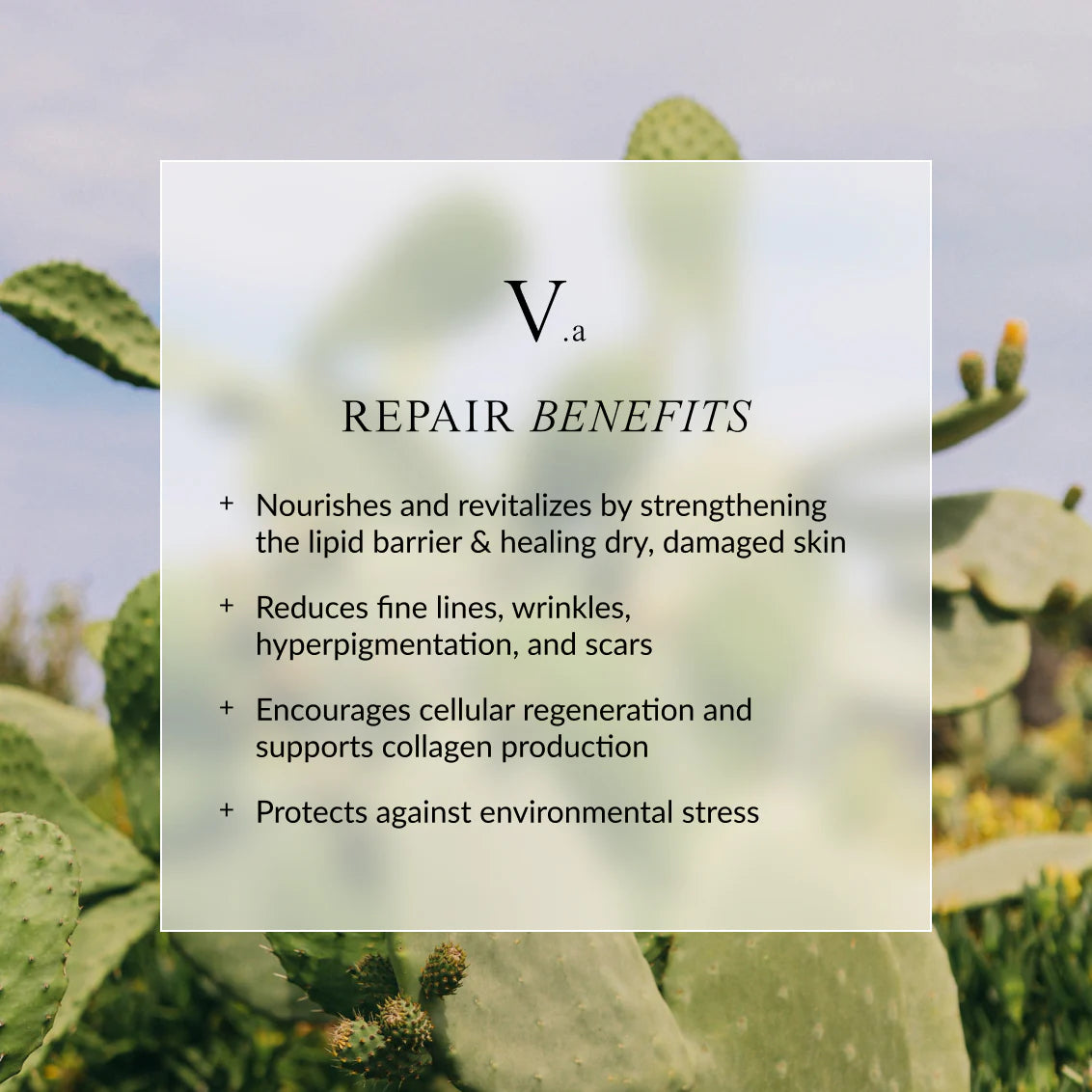 LINNE REPAIR Face Oil