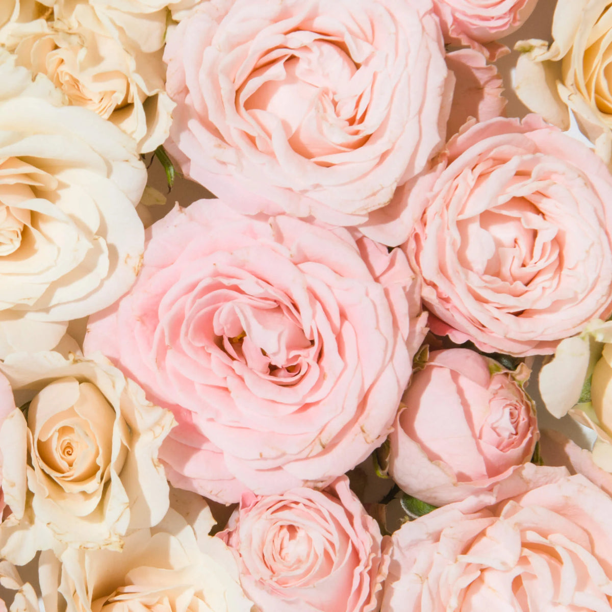 100% Pure Rose Micellar Cleansing Water