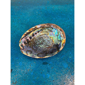 Abalone Shell ~ Large 5"-6"