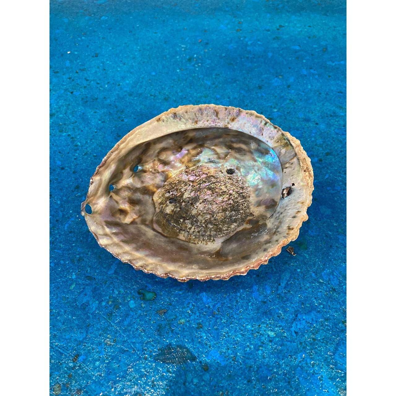 Abalone Shell ~ Medium 5"-6"