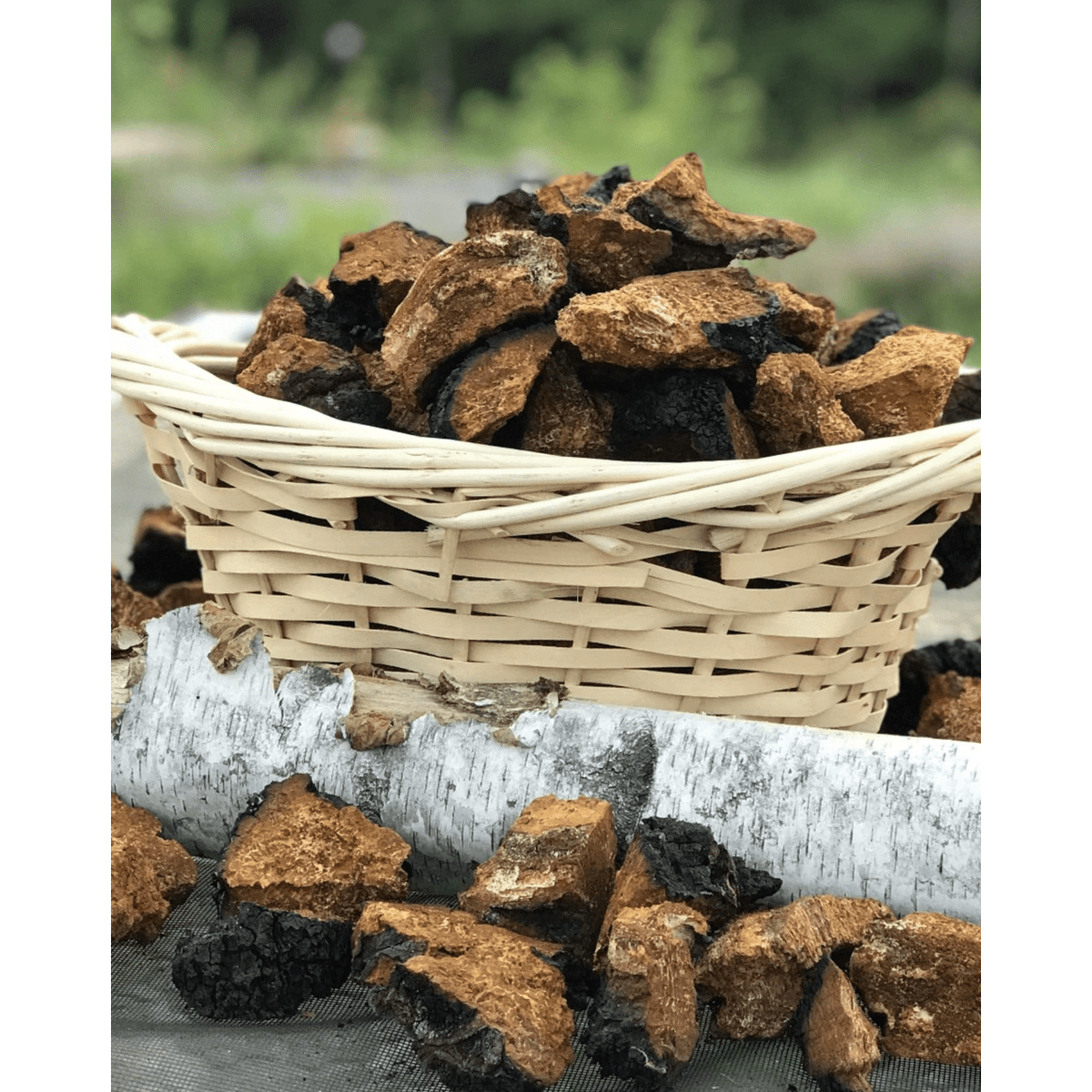 Life Cykel Mushrooms ~ Chaga+ Liquid Double Extract 60 ml