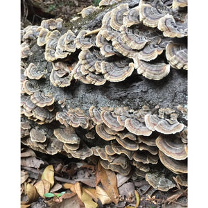 Life Cykel Mushrooms ~ Turkey Tail+ Liquid Double Extract 60ml