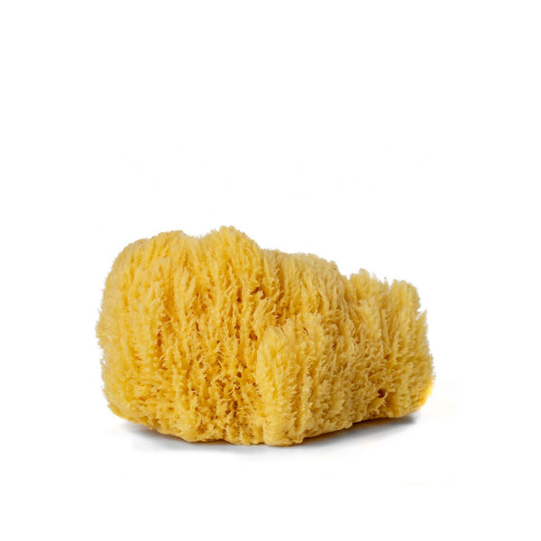 LINNE Facial Sea Sponge ~ Small